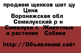 продаем щенков шит цу › Цена ­ 6 500 - Воронежская обл., Семилукский р-н, Семилуки с. Животные и растения » Собаки   